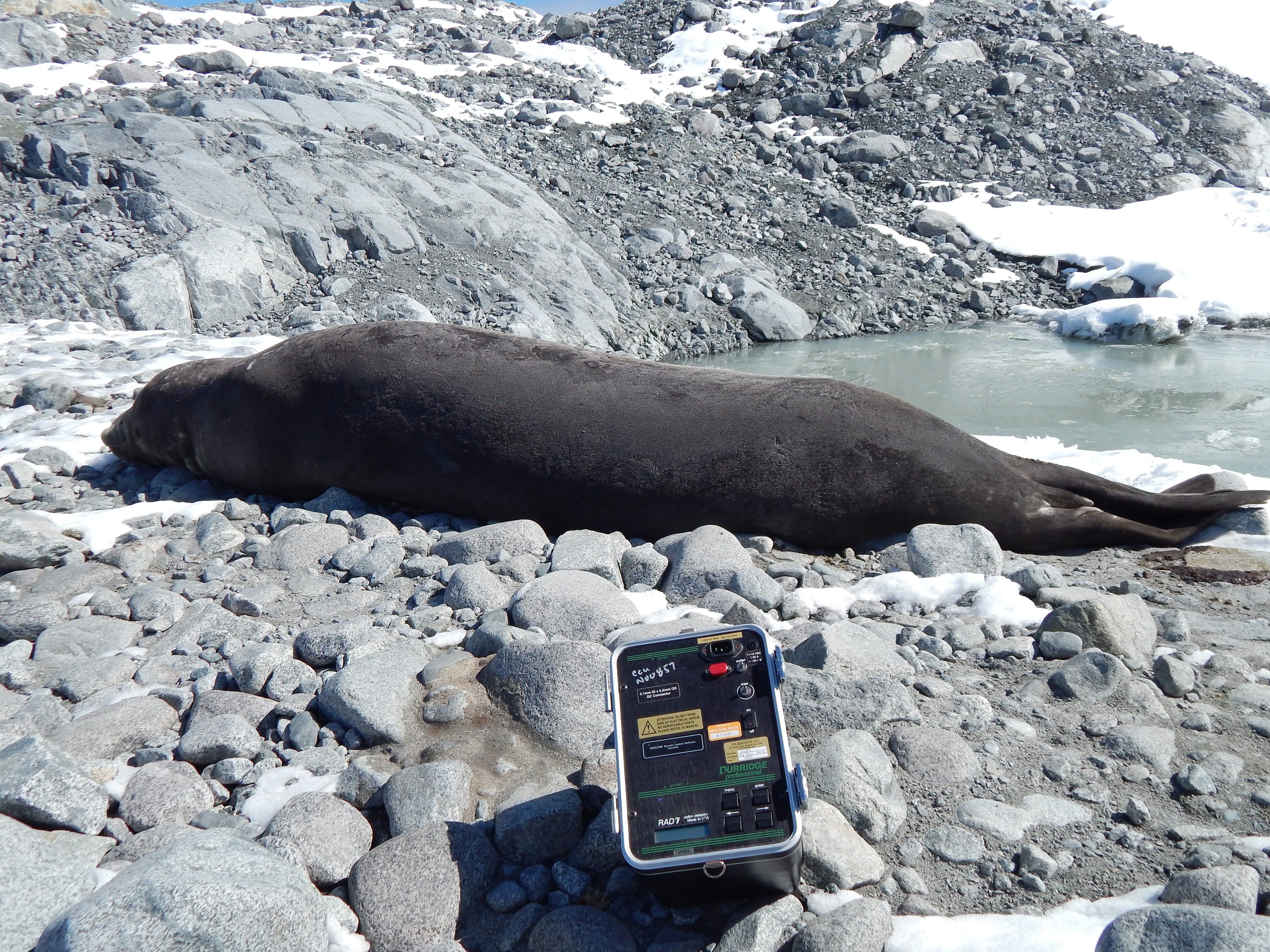 RAD7-and-Seal-in-Antarctica-Photo-by-Rick-Peterson