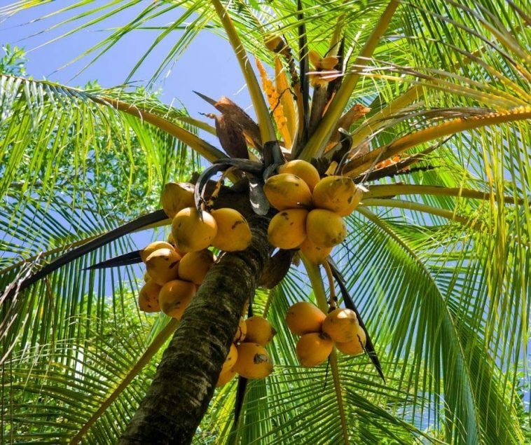 Coconut-Trees-Facts-9-3-1-758x635